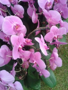 pink orchid