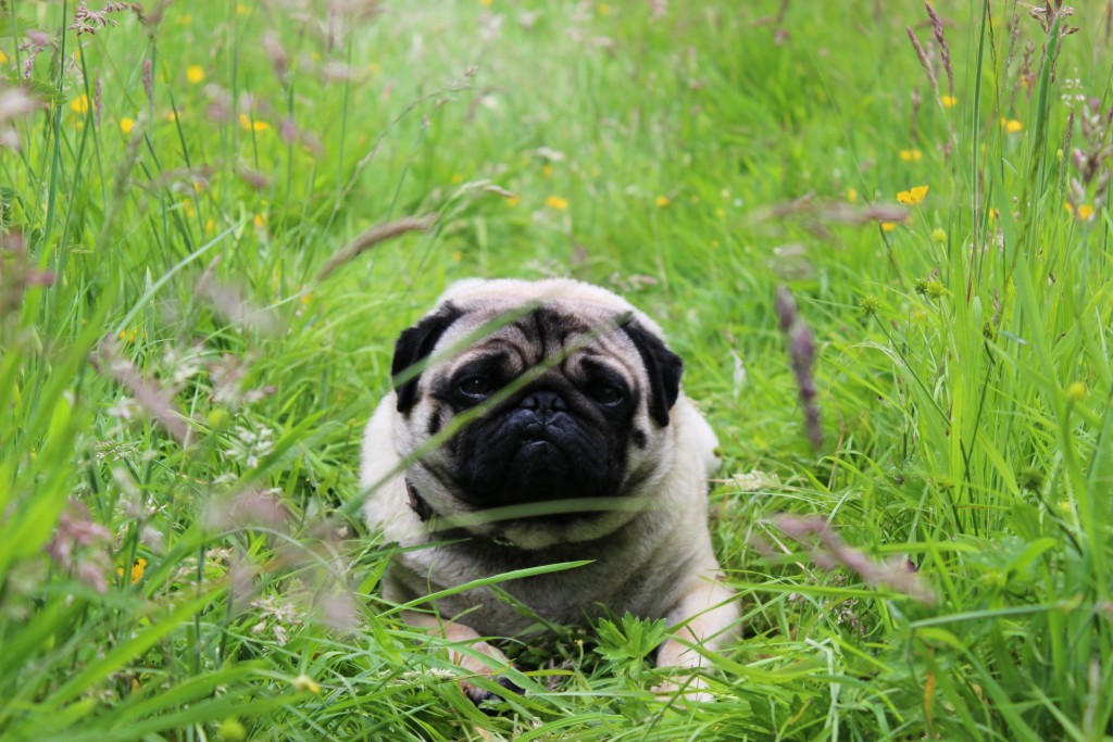 Cookie the pug in a field