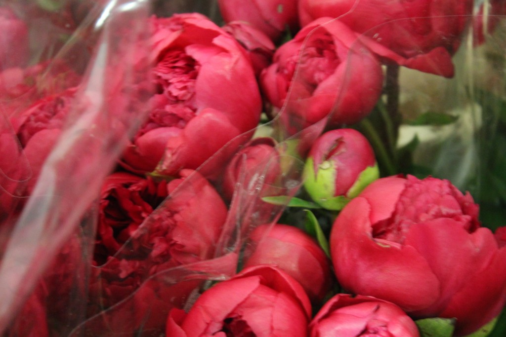 Pink Peonies in the New Covent Garden Flower Market