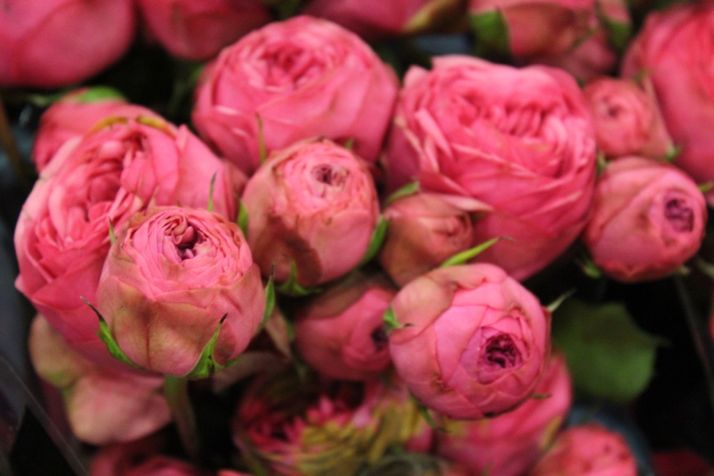 Pink Spray roses