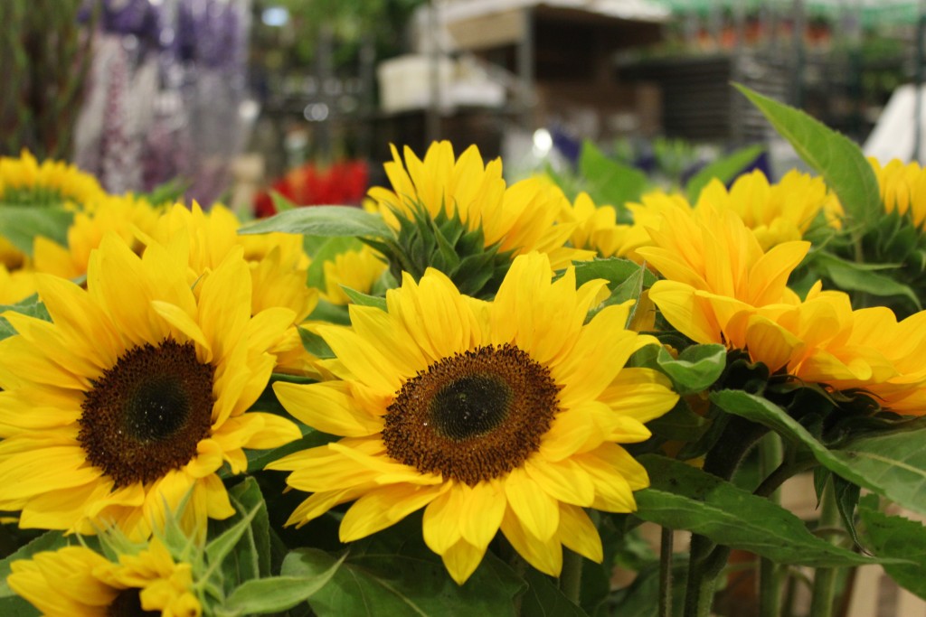 Sun Flowers